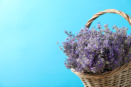 Basket with fresh lavender flowers against blue background. Space for textの写真素材