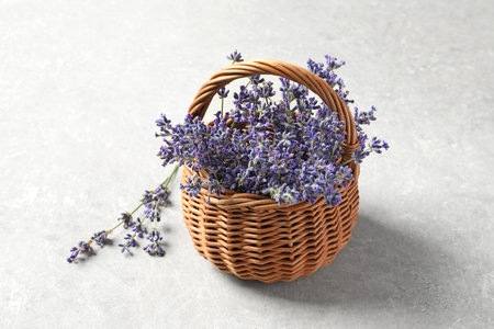 Fresh lavender flowers in basket on gray stone tableの写真素材