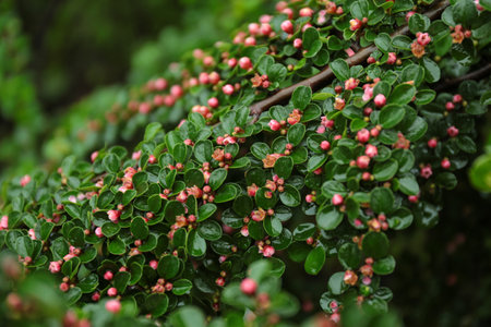 Beautiful blooming bush with rain drops in garden, closeup viewの写真素材