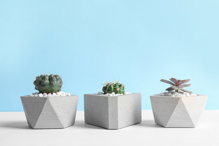 Beautiful succulent plants in stylish flowerpots on table against blue background, space for text. home decorの写真素材