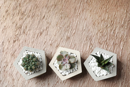 Beautiful succulent plants in stylish flowerpots on table, flat lay with space for text. home decorの写真素材