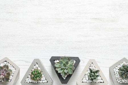 Beautiful succulent plants in stylish flowerpots on white wooden background, flat lay with space for...