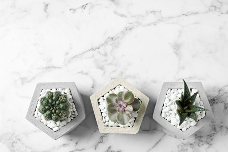Beautiful succulent plants in stylish flowerpots on marble background, flat lay with space for text. home decorの写真素材