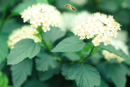 Small bee flying near tropical plant with beautiful flowers and leavesの写真素材