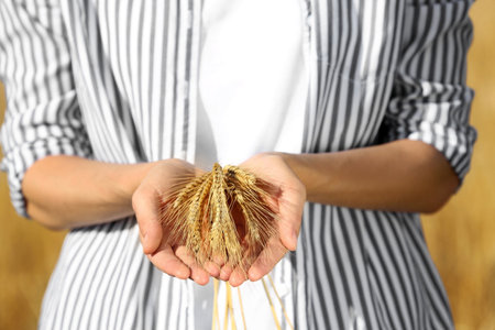 Farmer with wheat spikelets, closeup. Cereal grain cropの写真素材