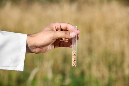 Agronomist holding test tube with wheat grains in field, closeup. Cereal farmingの写真素材