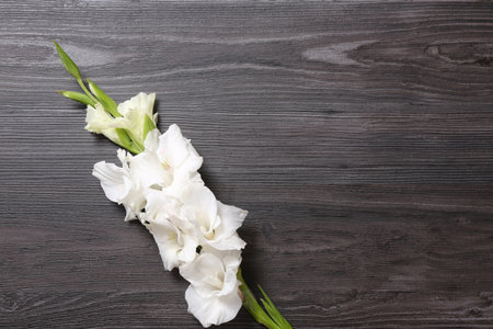 Beautiful white gladiolus flowers on dark wooden background, top view. Space for textの写真素材