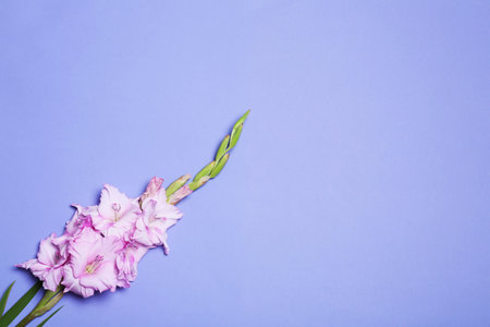 Beautiful gladiolus flowers on violet background, top view. Space for textの写真素材