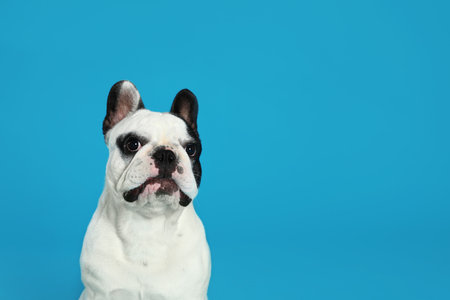French bulldog on blue background. Space for textの写真素材