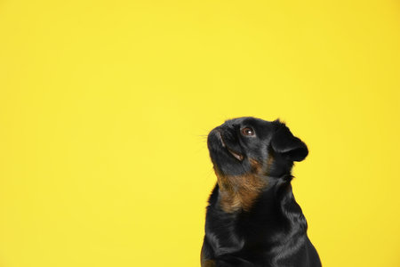 Adorable black Petit Brabancon dog on yellow background, space for textの写真素材