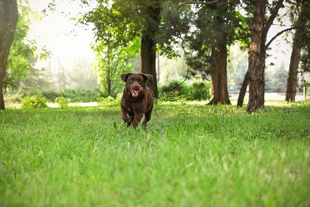 Cute Chocolate Labrador Retriever dog in summer parkの写真素材