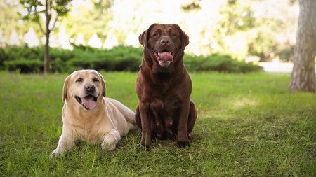 Cute Labrador Retriever dogs on green grass in summer parkの写真素材