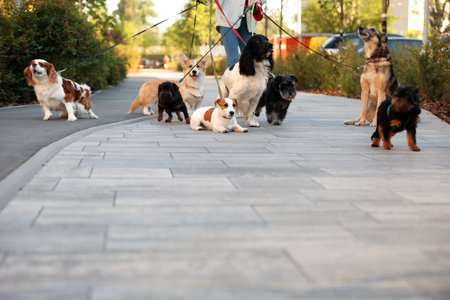 Young woman walking adorable dogs in parkの写真素材