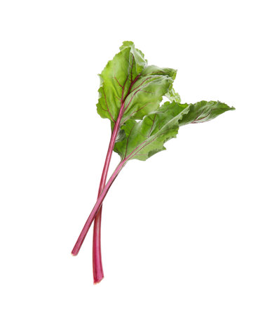 Leaves of fresh beet on white backgroundの写真素材