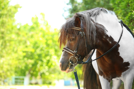 Cute pony with bridle in green park on sunny dayの写真素材