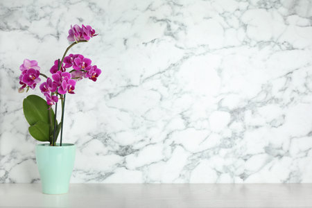 Beautiful tropical orchid flower on white table against marble background. Space for textの写真素材