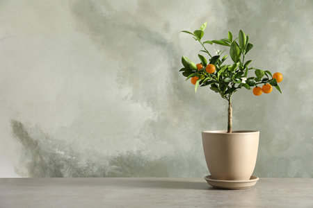 Citrus tree in pot on table against gray background. Space for textの写真素材