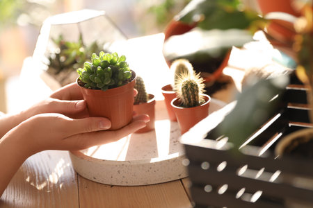 Woman taking care of home plants at table, closeup with space for textの写真素材