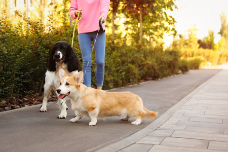 Woman walking Pembroke Welsh Corgi and English Springer Spaniel dogs in parkの写真素材