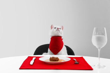 Cute cat sitting at served dining table against white backgroundの写真素材