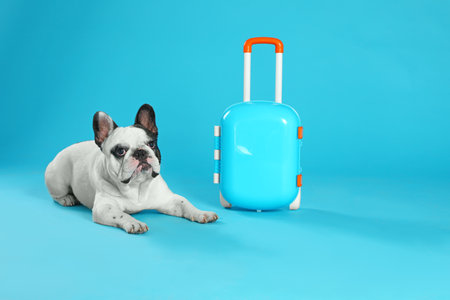 French bulldog with little suitcase on blue background. Space for textの写真素材