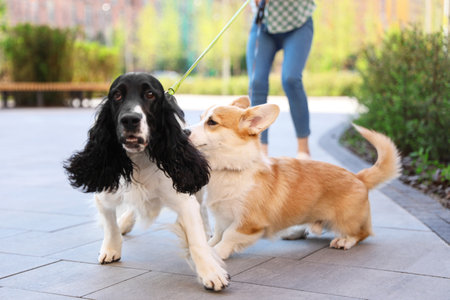 Woman walking Pembroke Welsh Corgi and English Springer Spaniel dogs outdoorsの写真素材