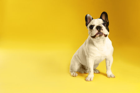 French bulldog on yellow background. Space for textの写真素材