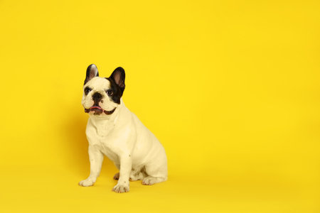 French bulldog on yellow background. Space for textの写真素材