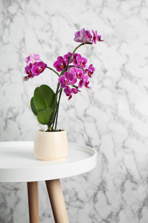 Beautiful tropical orchid flower on wooden table against gray and marble backgroundの写真素材
