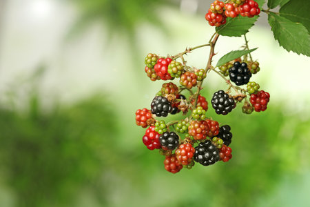 Branch with ripe and unripe blackberries on blurred background, closeup. Space for text