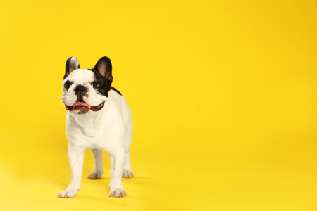 French bulldog on yellow background. Space for textの写真素材