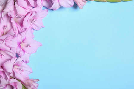 Flat lay composition with beautiful gladiolus flowers on blue background. Space for textの写真素材