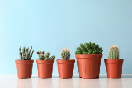 Beautiful succulent plants in pots on table against blue background, space for text. home decorの写真素材