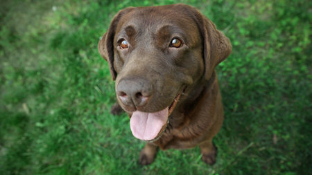 Cute Chocolate Labrador Retriever in green summer park, above viewの写真素材