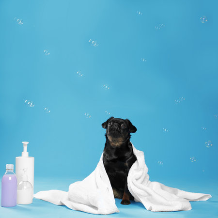 Cute black Petit Brabancon dog, bath accessories and bubbles on light blue backgroundの写真素材