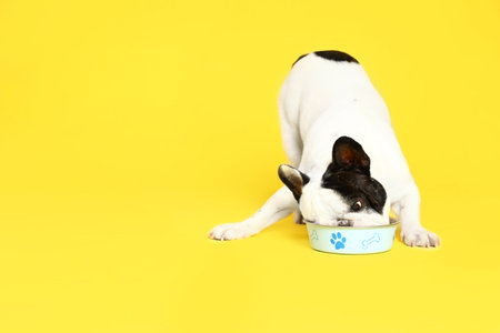 French bulldog eating food from bowl on yellow background. Space for textの写真素材