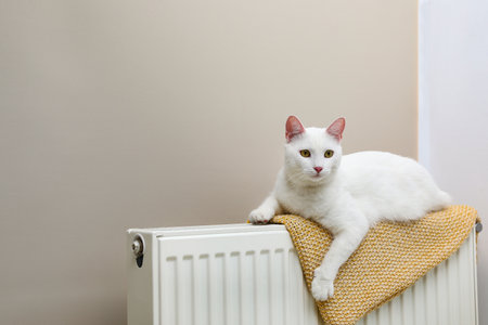 Cute white cat on heating radiator with plaid near light wallの写真素材