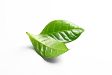 Fresh green coffee leaves isolated on white