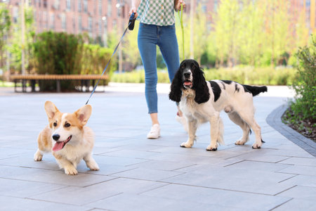 Woman walking Pembroke Welsh Corgi and English Springer Spaniel dogs outdoorsの写真素材