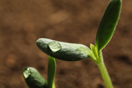 Little green seedlings growing in soil, closeup viewの写真素材