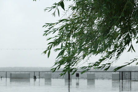 City embankment on rainy day, focus on tree branches