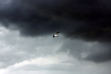 Sky with heavy rainy clouds and flying bird on gray dayの写真素材