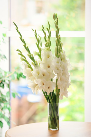 Vase with beautiful white gladiolus flowers on wooden table in roomの写真素材