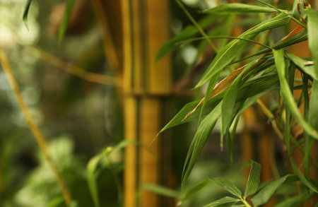 Tropical bamboo plant with green leaves in botanical garden, closeup. Space for textの写真素材