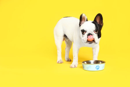 French bulldog eating food from bowl on yellow background. Space for textの写真素材