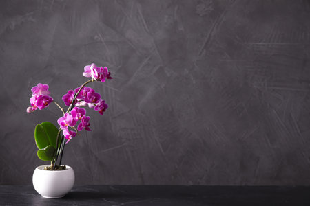 Flowerpot with blooming orchid on black stone table against dark background, space for textの写真素材