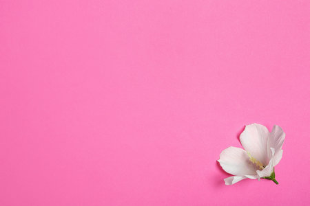 Tropical Hibiscus flower on pink background, top view. Space for textの写真素材