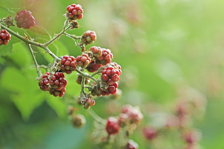 Branch with ripe and unripe blackberries on blurred background, closeup. Space for text