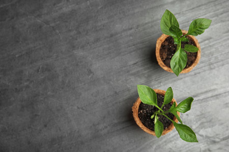 Vegetable seedlings in peat pots on gray table, flat lay. Space for textの写真素材