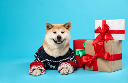 Cute Akita Inu dog in Christmas sweater near gift boxes on blue backgroundの写真素材